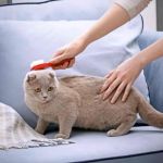 Best Practices for Cat Grooming at Home