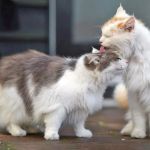 How to Socialize Your Cat Without Stress: A Guide to Cat Socialization