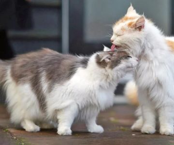 How to Socialize Your Cat Without Stress: A Guide to Cat Socialization