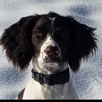 Best Friends Animal Hospital ico