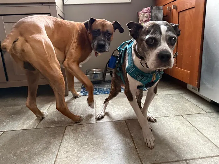 Best Friends Animal Hospital Picture 8