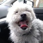 Southdale Pet Hospital