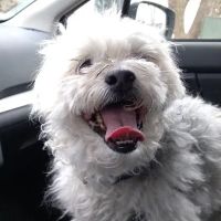Southdale Pet Hospital ico