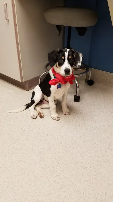 VCA Bloomington Animal Hospital Picture 3