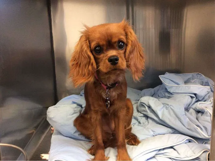 VCA Bloomington Animal Hospital Picture 4