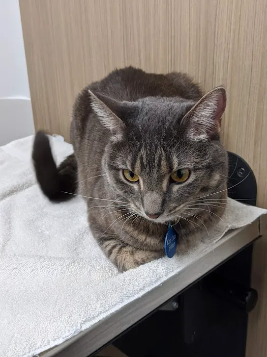 VCA Bloomington Animal Hospital Picture 8
