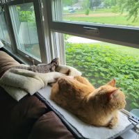 VCA Bloomington Animal Hospital ico
