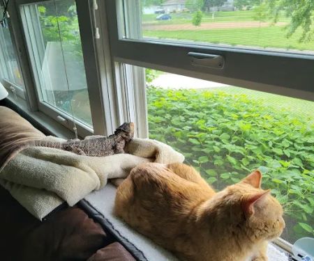 VCA Bloomington Animal Hospital