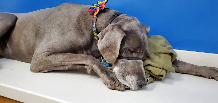 Como Park Animal Hospital and AfterHours Veterinary Care Picture 9