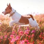 Como Park Animal Hospital and AfterHours Veterinary Care