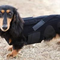 L'il Back Bracer ico