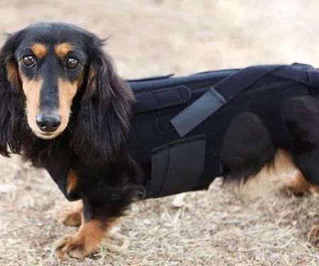 L'il Back Bracer