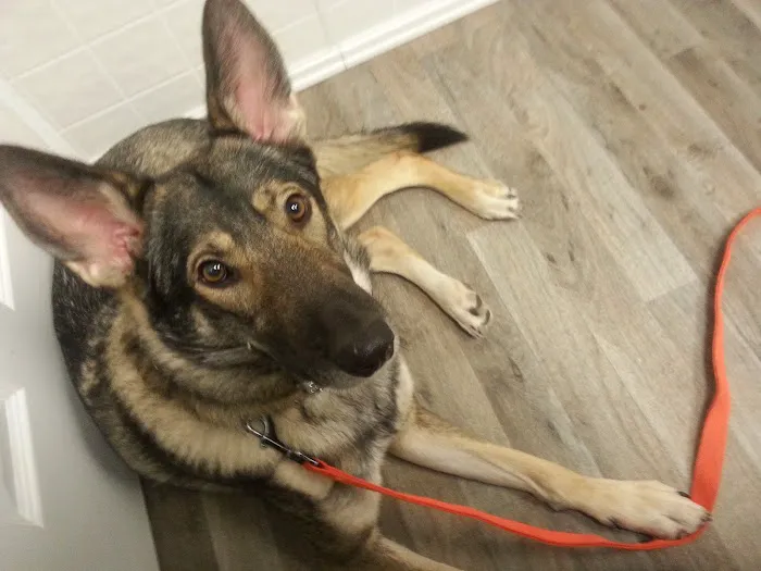 MARS Veterinary Services Picture 2