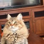 MARS Veterinary Services