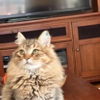 MARS Veterinary Services ico