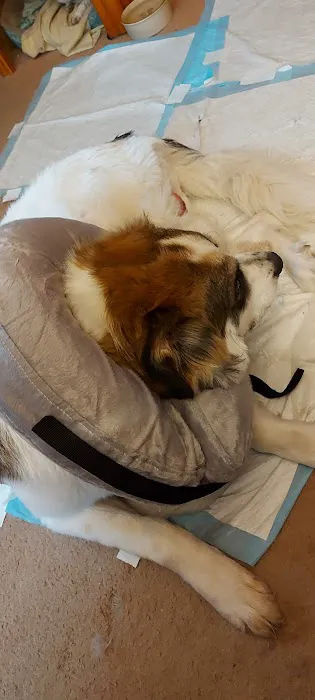 MARS Veterinary Services Picture 9