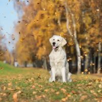 Minnesota Veterinary Hospital ico