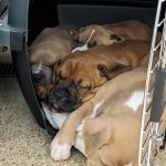 veterinary hospitals lino lakes, mn - minnesota veterinary hospital