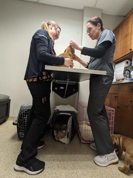 veterinary hospitals lino lakes, mn - minnesota veterinary hospital Picture 2