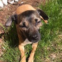 Rice Pet Clinic & Hospital ico