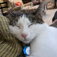 Kelley Animal Hospital ico