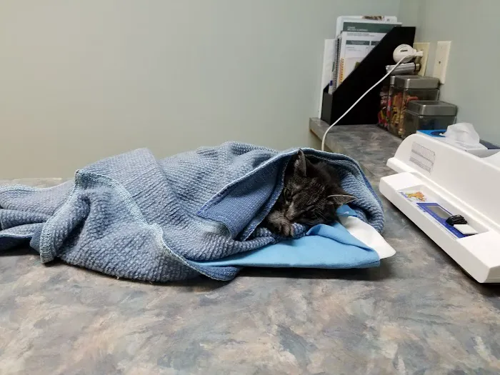 Kelley Animal Hospital Picture 4