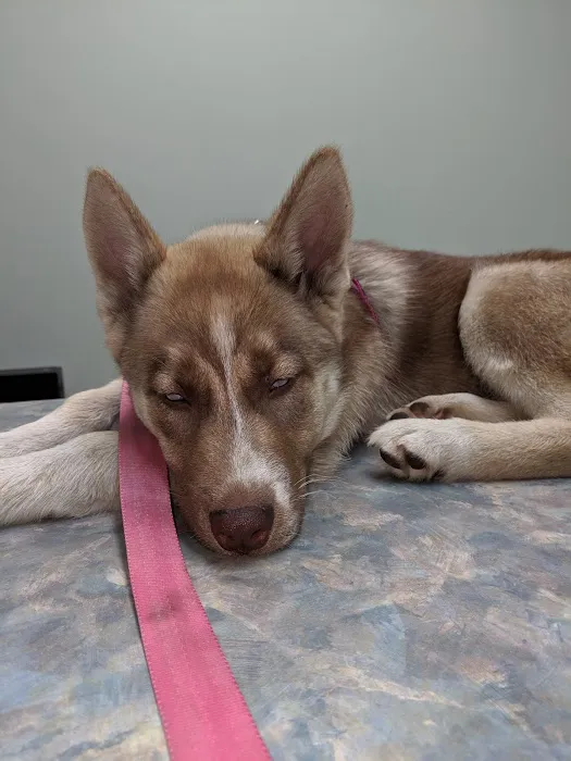 Kelley Animal Hospital Picture 3