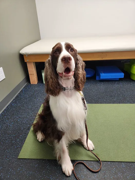 Twin Cities Animal Rehabilitation + Sports Medicine Clinic - North Picture 1