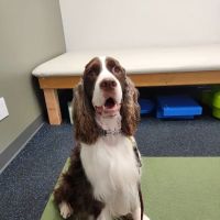 Twin Cities Animal Rehabilitation + Sports Medicine Clinic - North ico