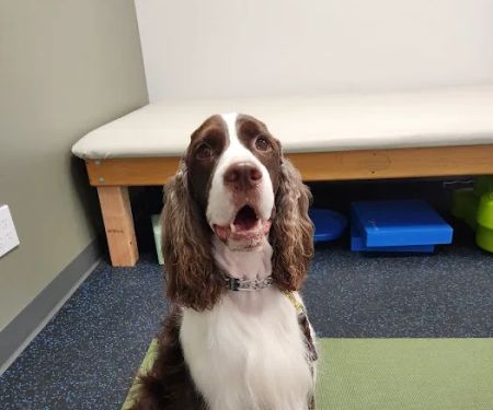 Twin Cities Animal Rehabilitation + Sports Medicine Clinic - North