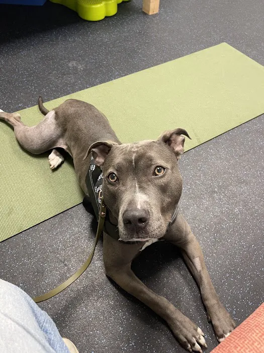 Twin Cities Animal Rehabilitation + Sports Medicine Clinic - North Picture 3