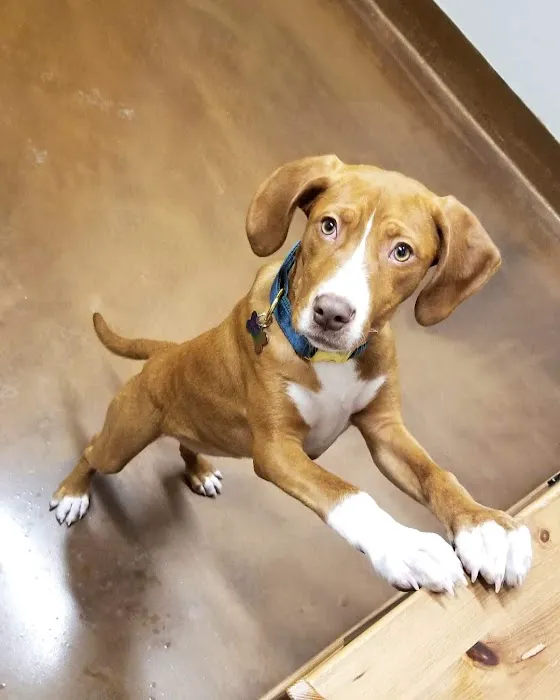 Rice Creek Animal Hospital Picture 1