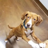 Rice Creek Animal Hospital ico