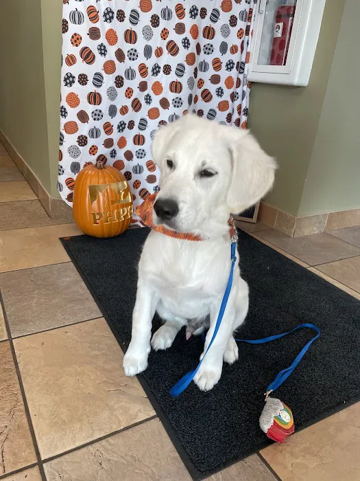 Plymouth Heights Pet Hospital Picture 3