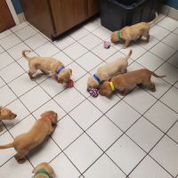 Bass Lake Pet Hospital ico