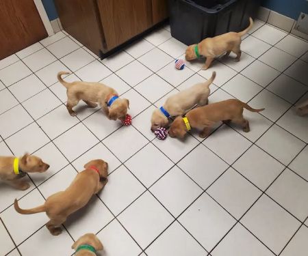 Bass Lake Pet Hospital