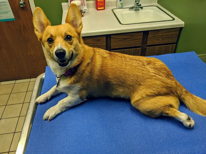 Bass Lake Pet Hospital Picture 5