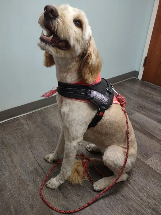 Bass Lake Pet Hospital Picture 9