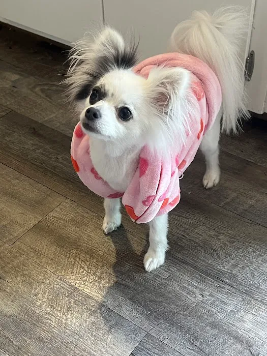 Pet Dermatology Clinic Picture 9