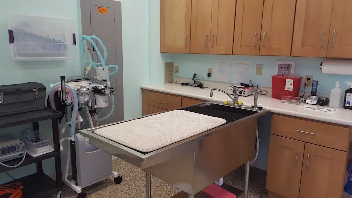 Pet Dermatology Clinic Picture 4