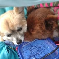 Compassionate Care Animal Hospital ico