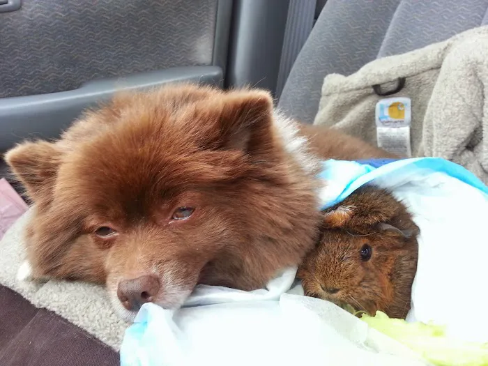 Compassionate Care Animal Hospital Picture 2