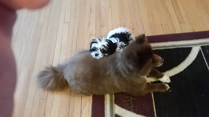 Compassionate Care Animal Hospital Picture 4