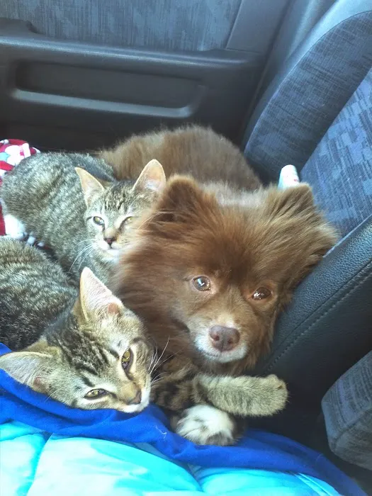 Compassionate Care Animal Hospital Picture 6