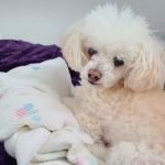 Rockford Road Animal Hospital