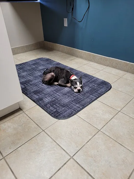 Rockford Road Animal Hospital: Morrow Chalaine DVM Picture 1