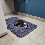 Rockford Road Animal Hospital: Morrow Chalaine DVM