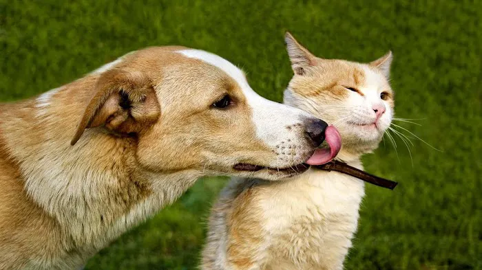Heritage Animal Hospital of Plymouth & Maple Grove Picture 1