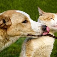Heritage Animal Hospital of Plymouth & Maple Grove ico