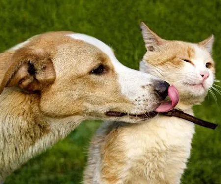Heritage Animal Hospital of Plymouth & Maple Grove